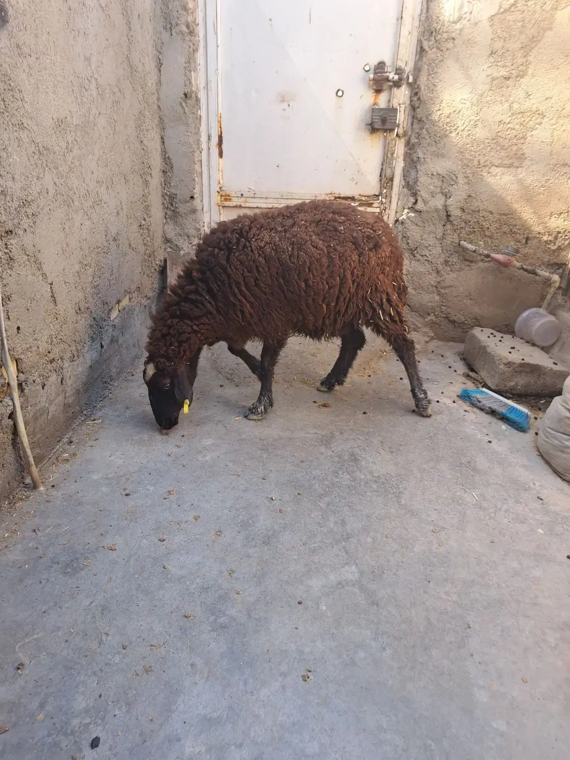 گوسفند آبستن داشتی درجه یک|حیوانات مزرعه|بندر ماهشهر, |دیوار