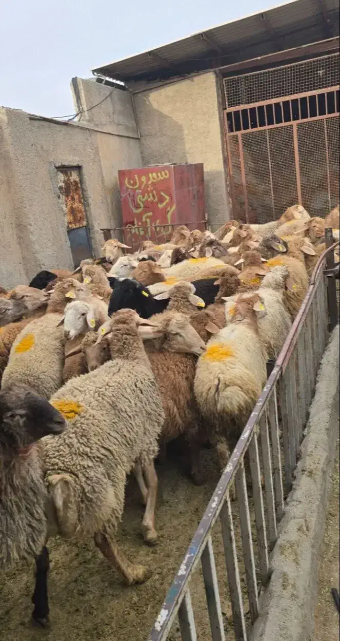 فروش گوسفند زنده مرغوب و چاق|حیوانات مزرعه|قم, بلوار امین و ساحلی|دیوار