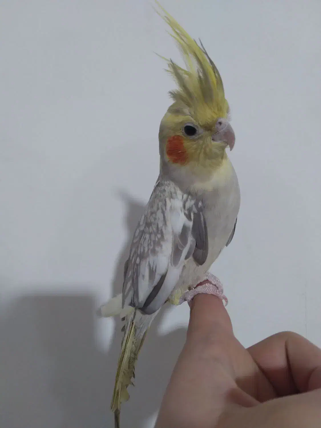 عروس هلندی ماده مرواریدی|پرنده|رشت, پیرسرا|دیوار