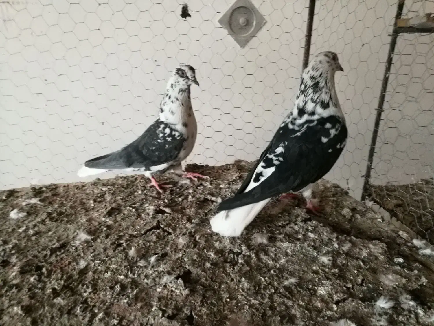 سوسگی دم سفید و سرول|پرنده|میانه, |دیوار