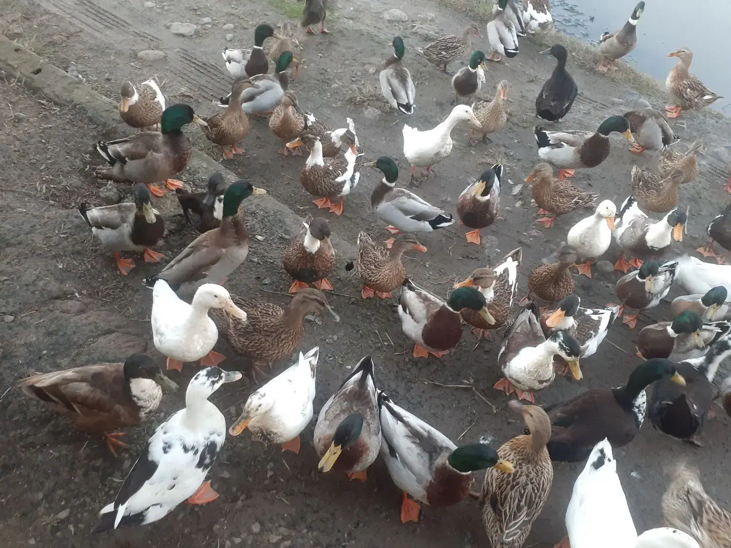 اردک پروازی و محلی|حیوانات مزرعه|رودبنه, |دیوار