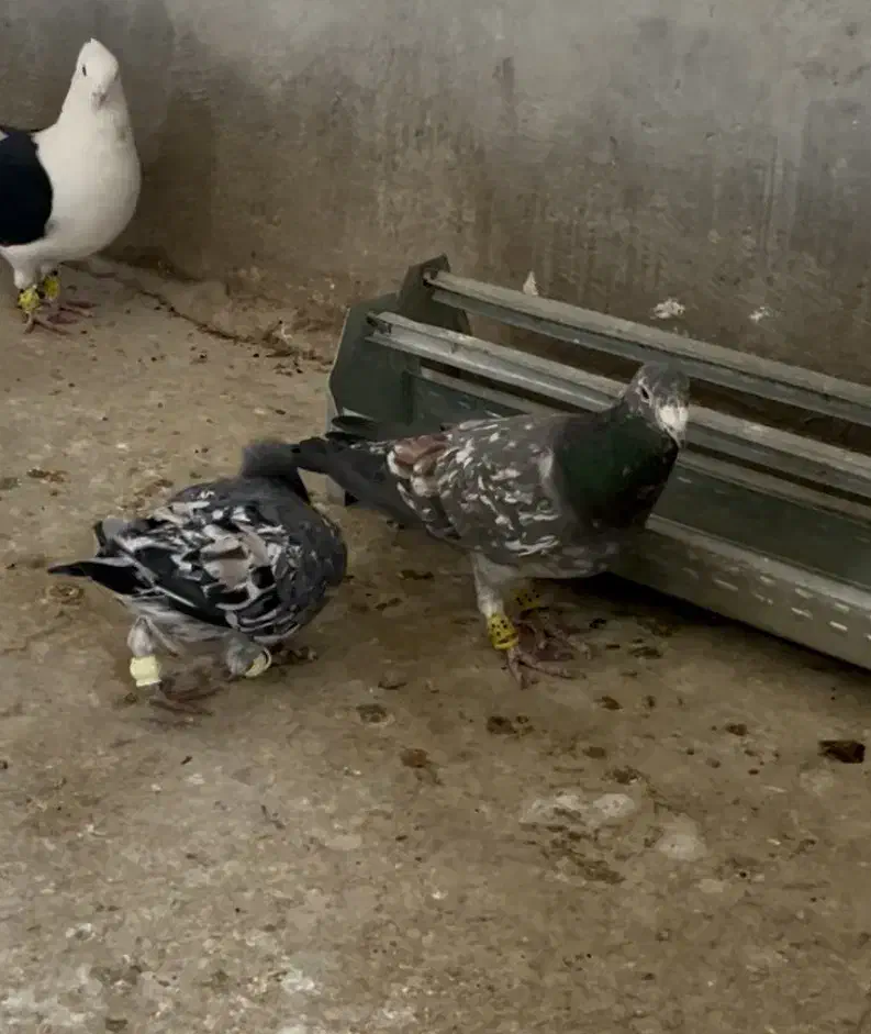 کبود هفرنگ نر|پرنده|قزوین, |دیوار