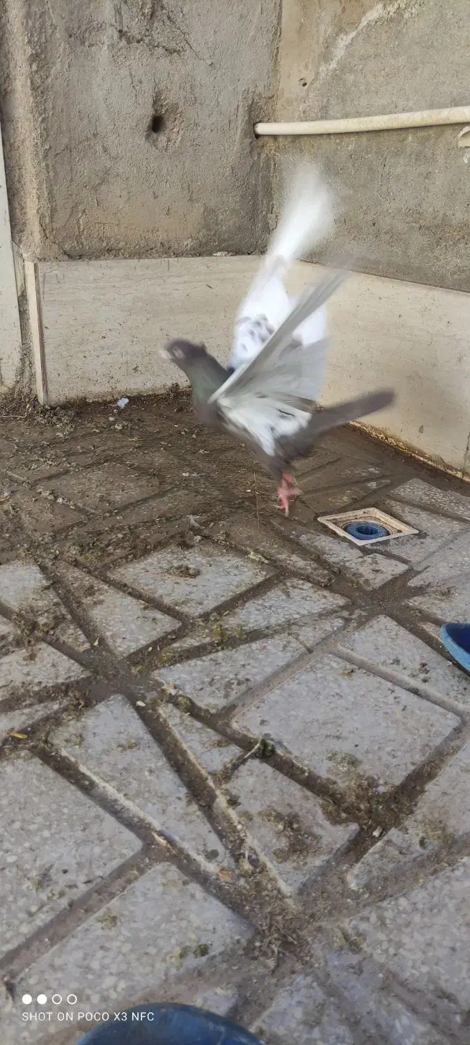 کفتر|پرنده|آباده, |دیوار