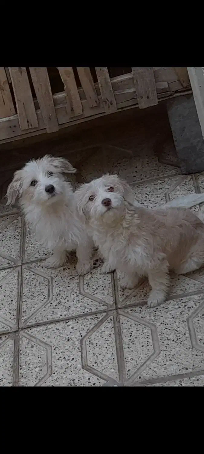 سگ شیتزو|سگ|مشهد, سیلو|دیوار