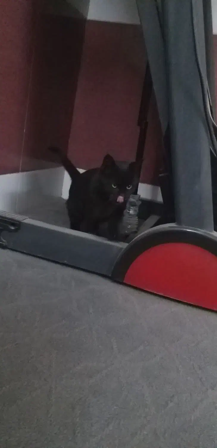 واگذاری گربه|گربه|بیرجند, |دیوار