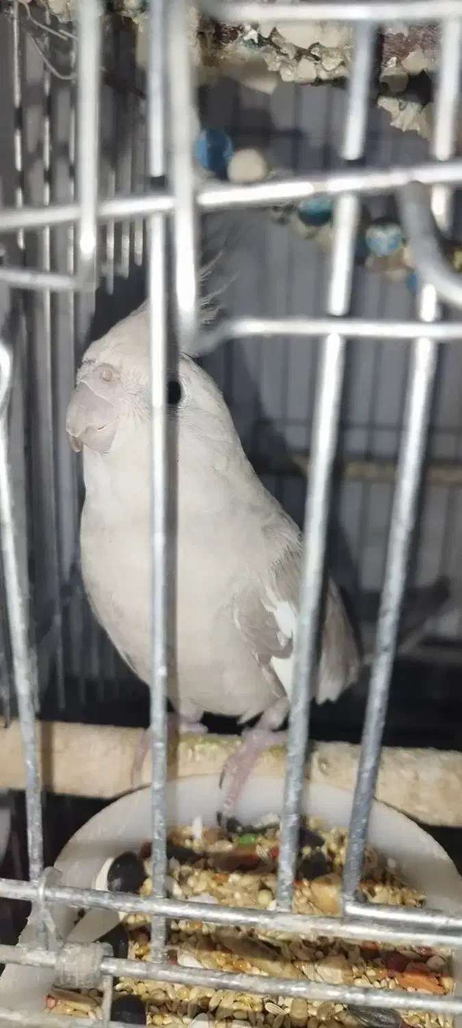 عروس هلندی نروماده بایک ماده جم|پرنده|جم, |دیوار