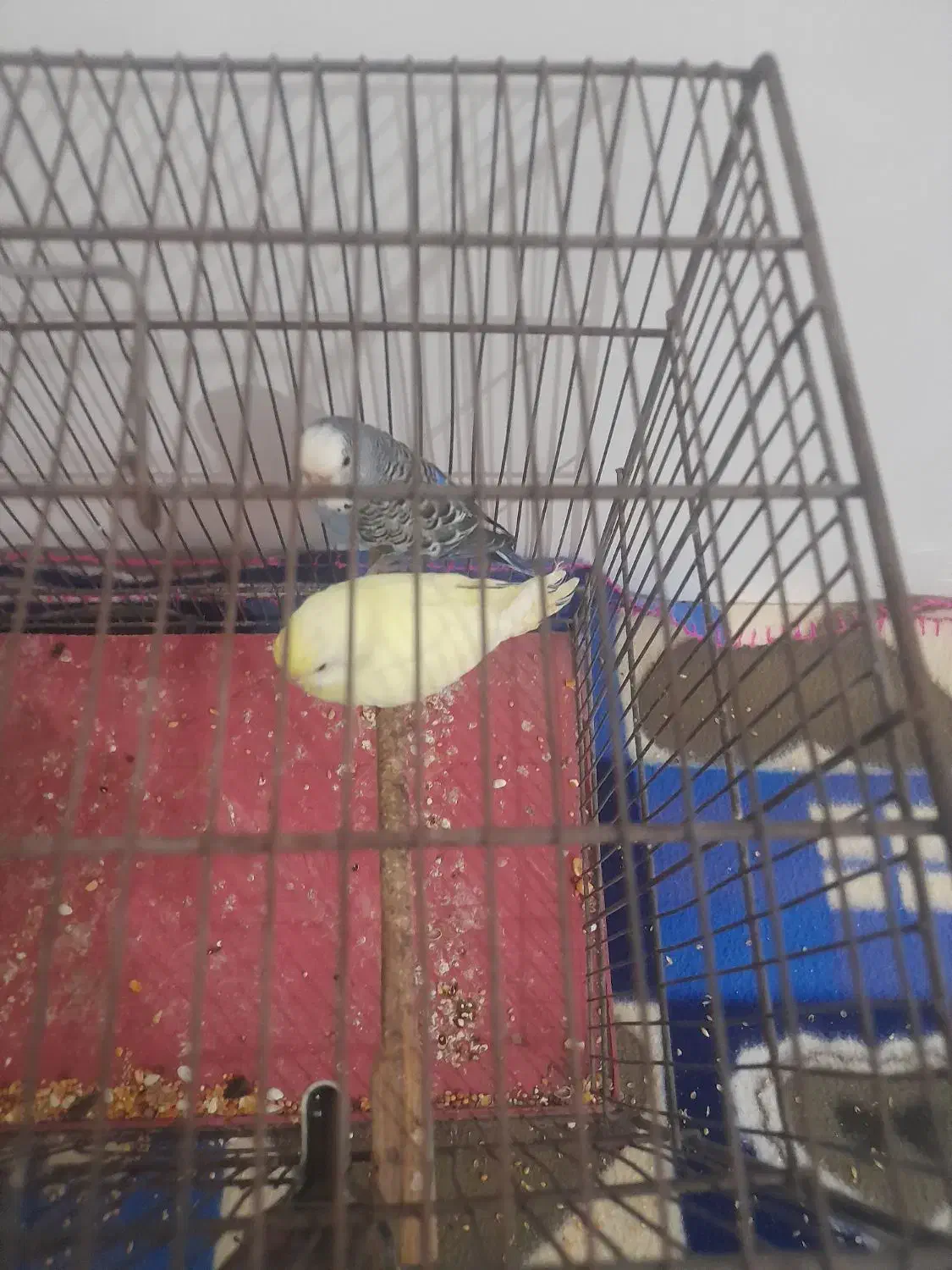 مرغ عشق|پرنده|تبریز, |دیوار