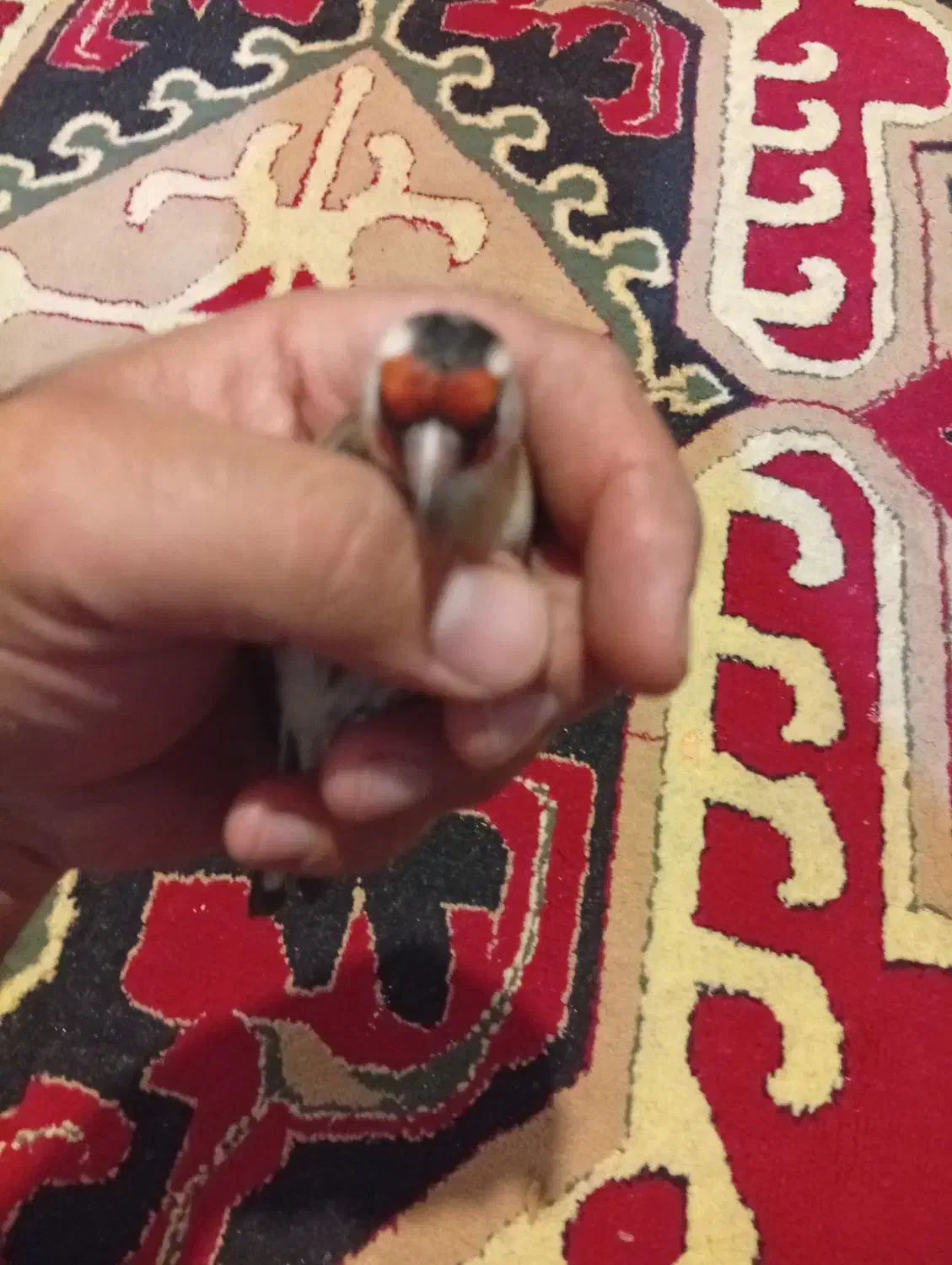 سهره|پرنده|یاسوج, |دیوار