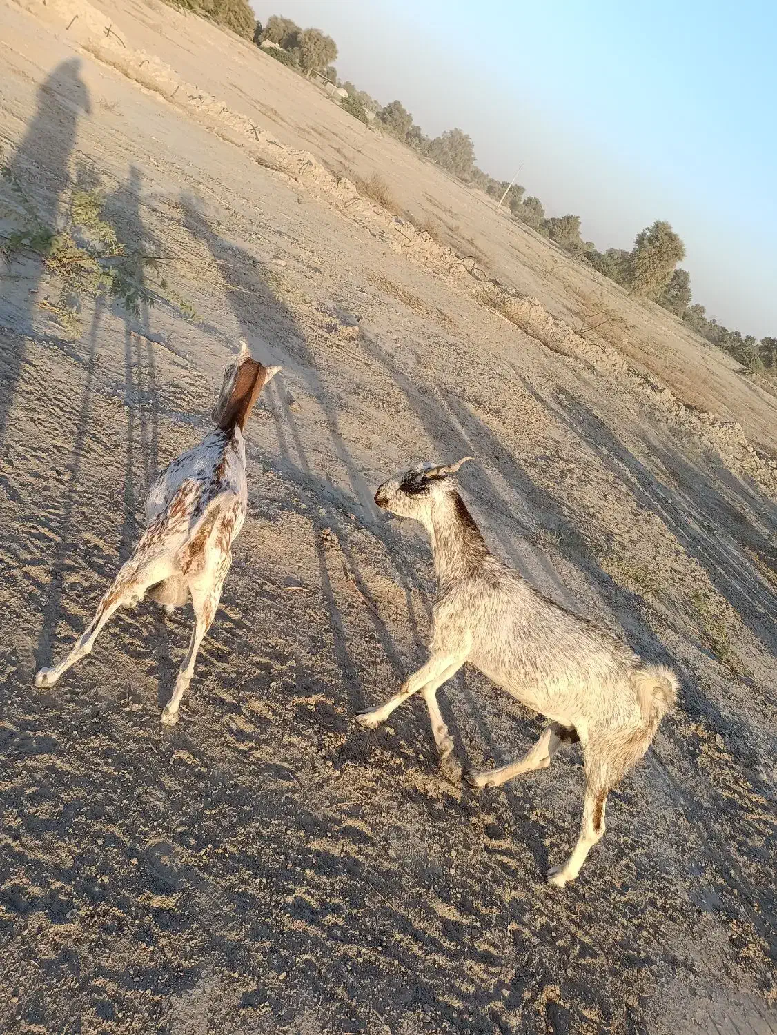 کهره ،بره ، بز ،میش زاییده|حیوانات مزرعه|میناب, |دیوار