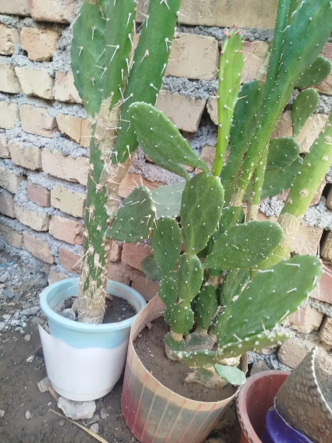 فروش کا کتوس درختی|گل و گیاه طبیعی|جوین, |دیوار