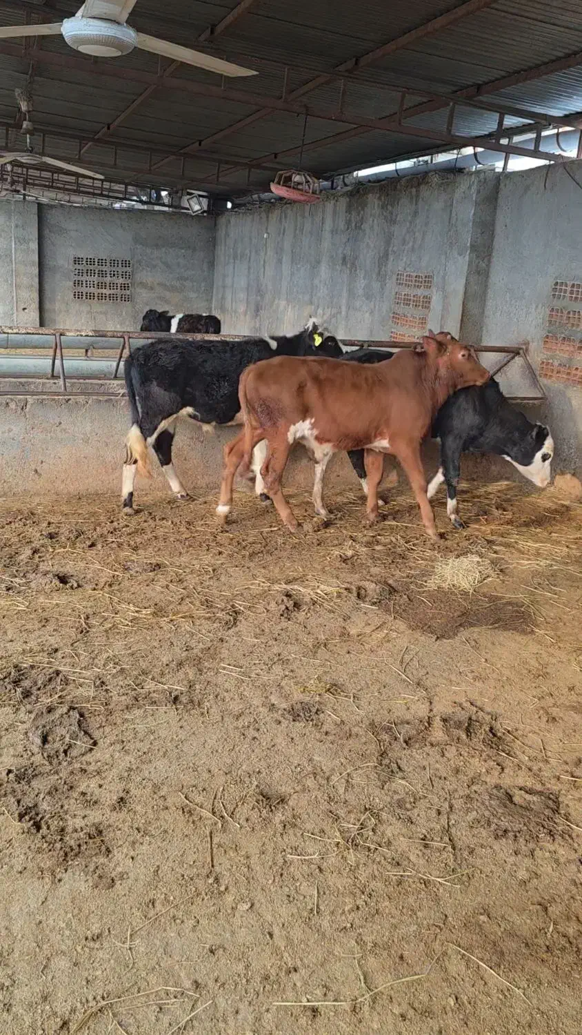 فروش گوساله دورگ محلی|حیوانات مزرعه|رامند, |دیوار