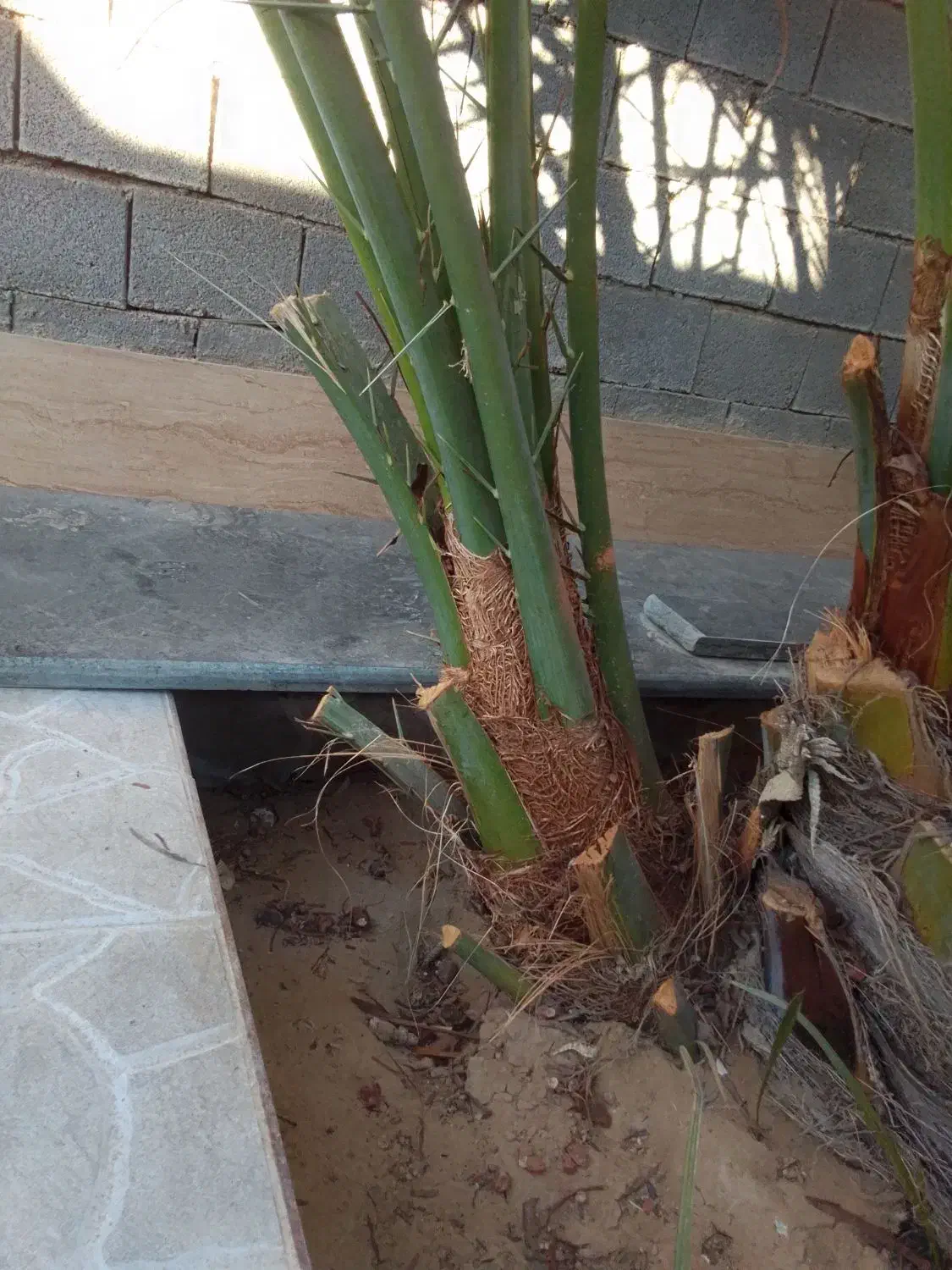 دوتا پاجوش برحی|گل و گیاه طبیعی|چغادک, |دیوار