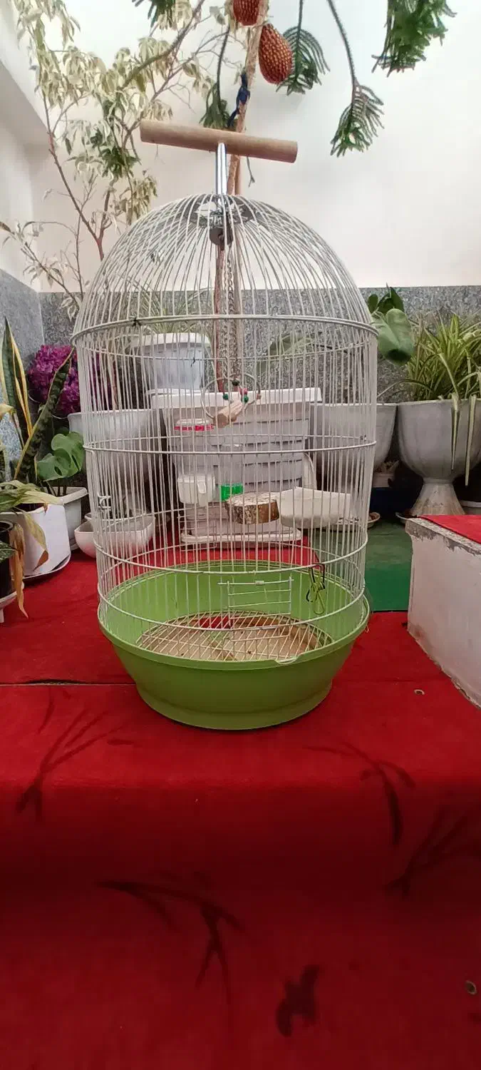 قفس|لوازم جانبی حیوانات|خرمآباد, |دیوار