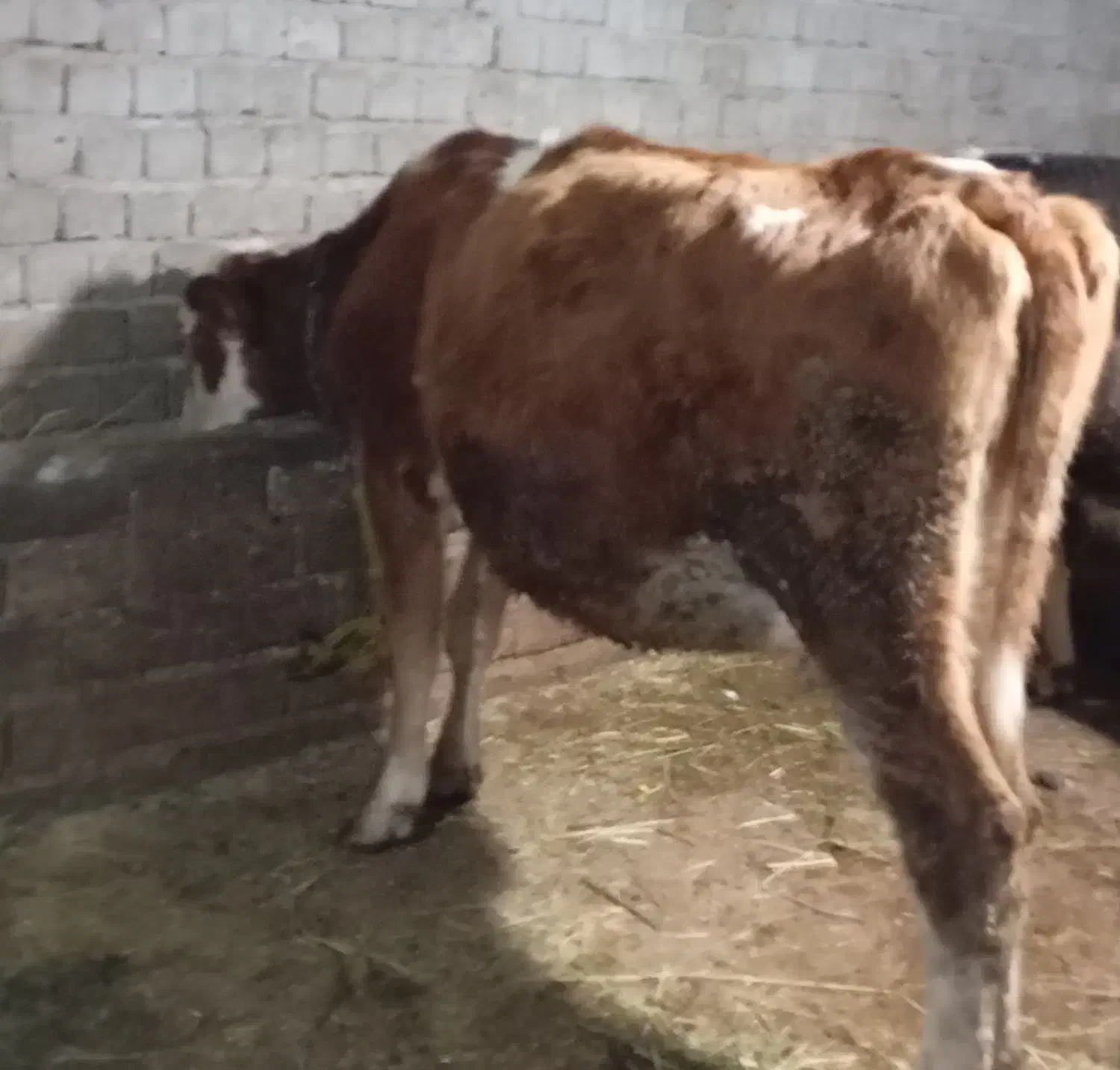 گاو شیری سمینتال|حیوانات مزرعه|نظر کهریزی, |دیوار