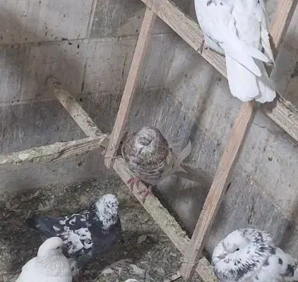 سرور نر کبکی تیر|پرنده|تهران, امام زاده عبدالله|دیوار