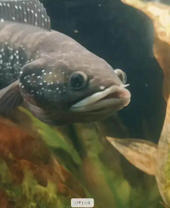 چانا اسیاتیک +25|ماهی|بروجرد, |دیوار