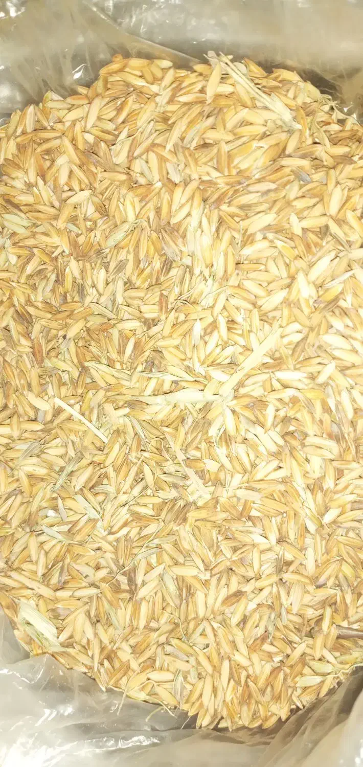 شلتوک خشک شده بذری|خوردنی و آشامیدنی|اهواز, اسماعیلیه|دیوار