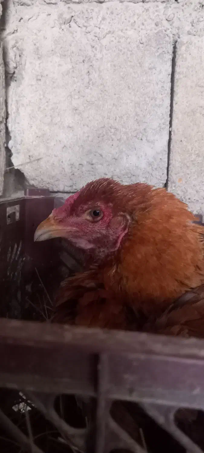 مرغ پاکستانی|حیوانات مزرعه|بندرعباس, |دیوار