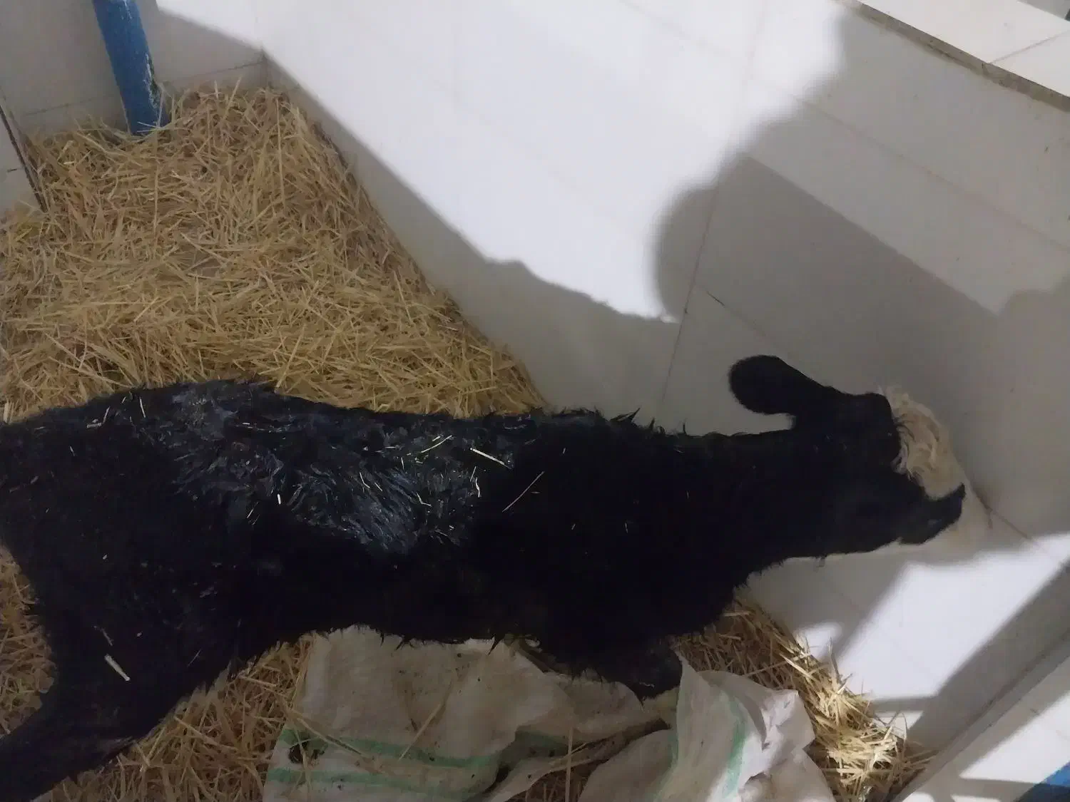 گاو گوساله تلیسه|حیوانات مزرعه|تربت جام, یحیی آباد|دیوار