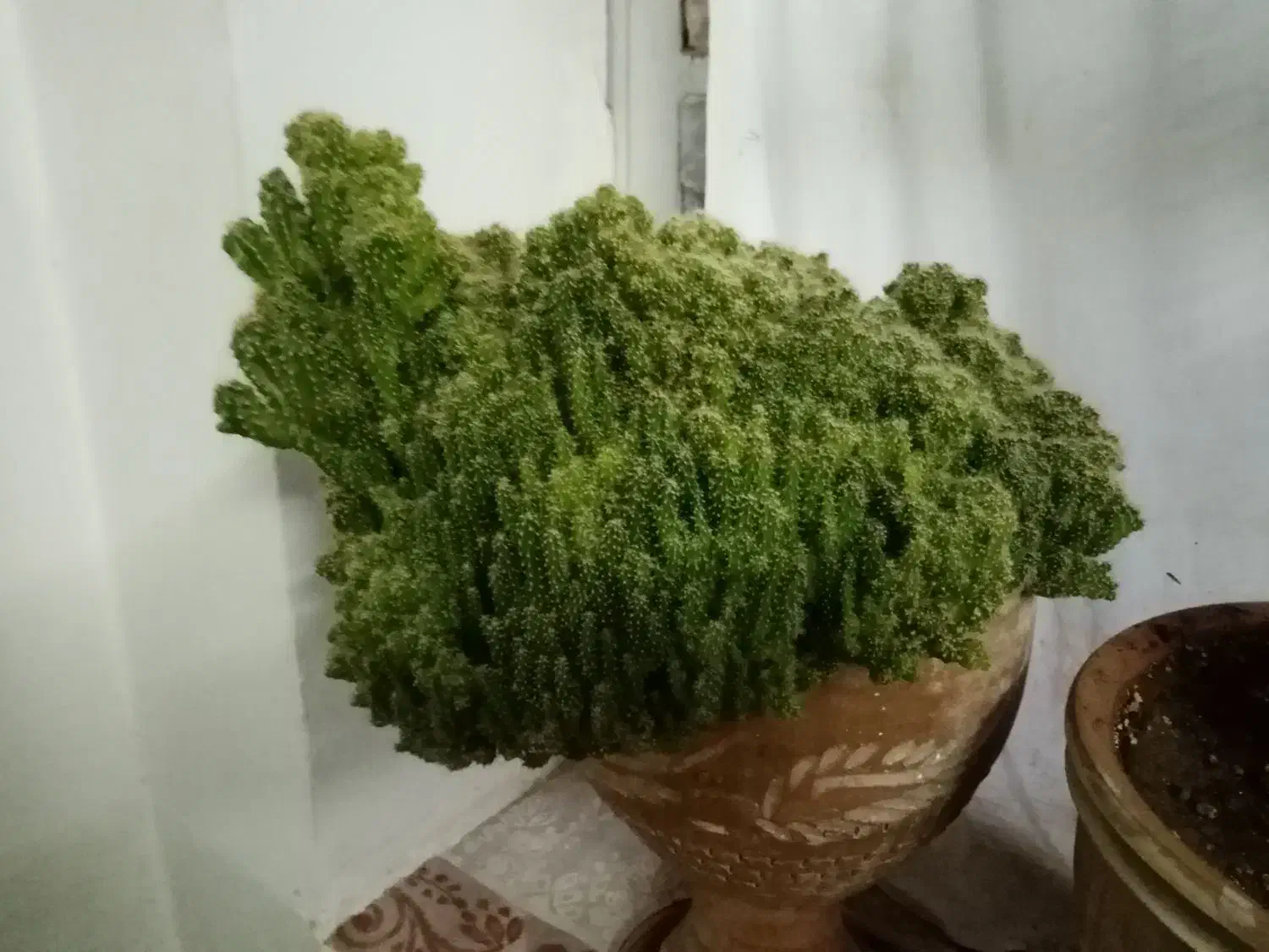 کاکتوس صخره ای|گل و گیاه طبیعی|خلیل آباد, |دیوار