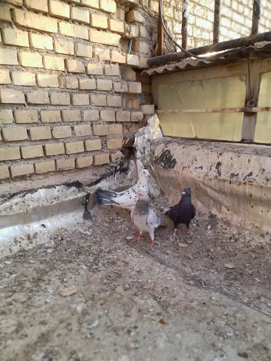 سه تا نر دورگ|پرنده|بهبهان, |دیوار