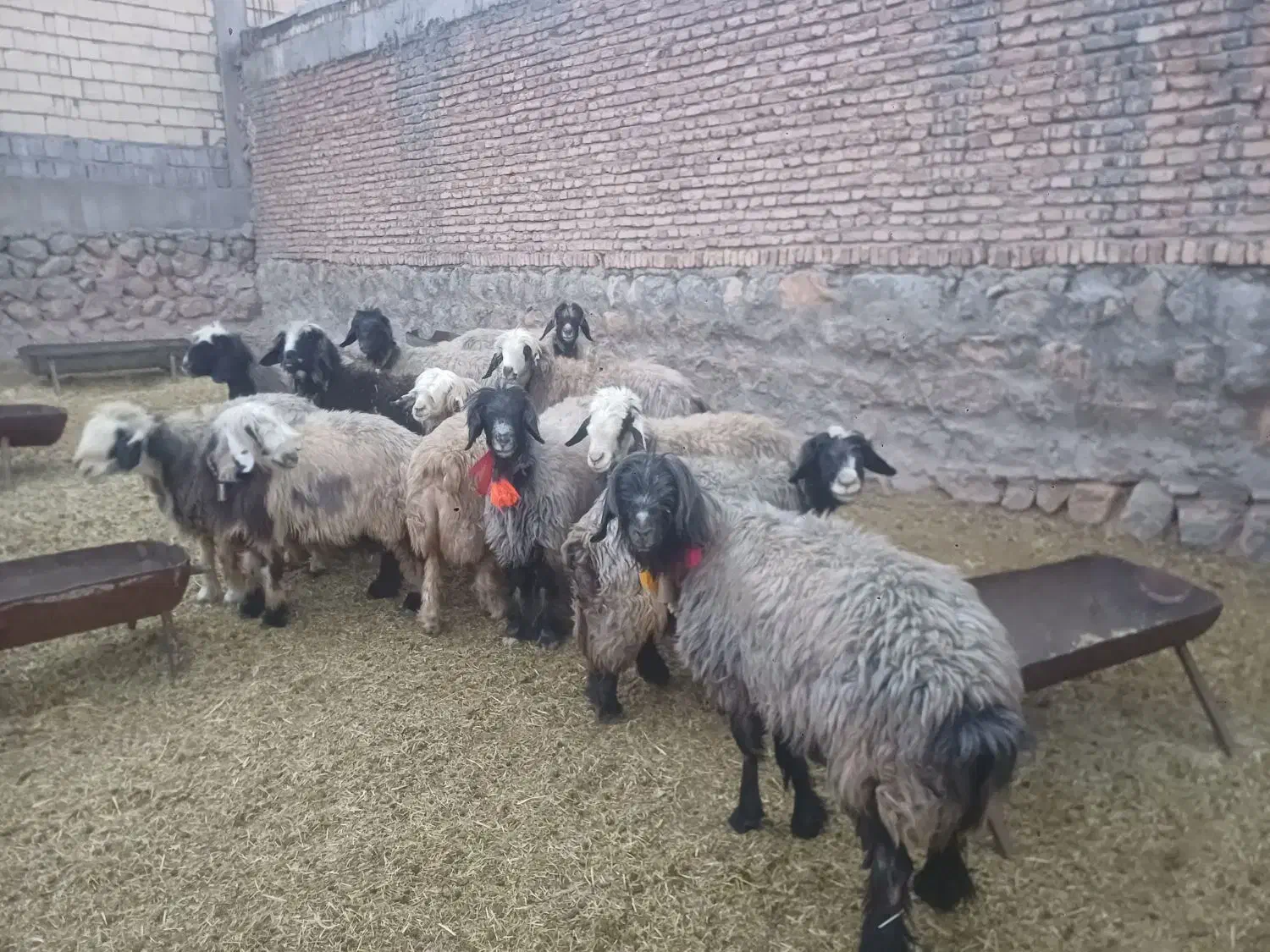 فروش ۴۰ راس میش اصل بختیاری|حیوانات مزرعه|کوهرنگ, |دیوار