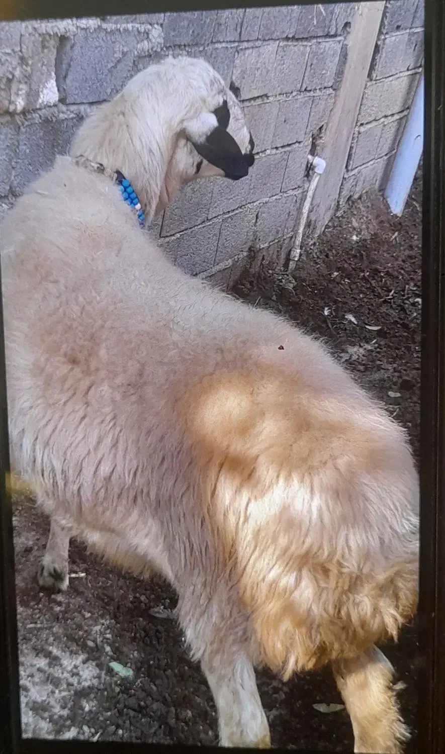 گوسفند قوچ تخمی هترو|حیوانات مزرعه|گلوگاه بابل (گلیا), |دیوار