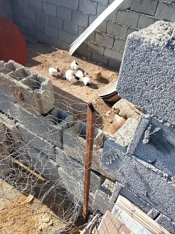 خرگوش|موش و خرگوش|کرمانشاه, |دیوار