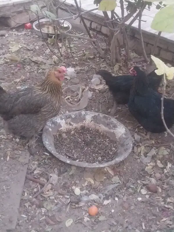 فروش چهار عدد مرغ رسمی تخم گذار|حیوانات مزرعه|یزد, |دیوار