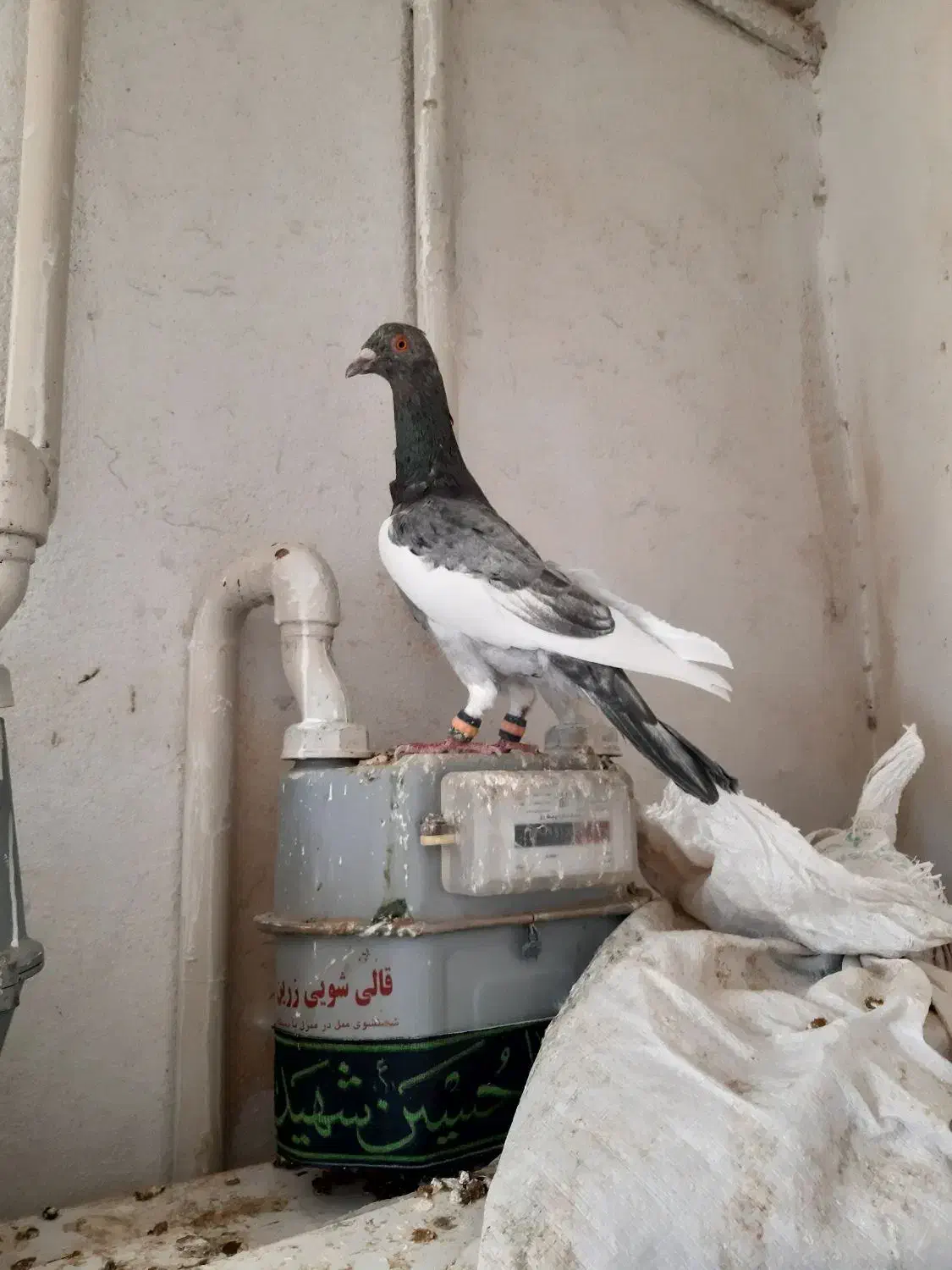 یهودی هفت رنگ نر خوش تیپ|پرنده|رضویه, |دیوار