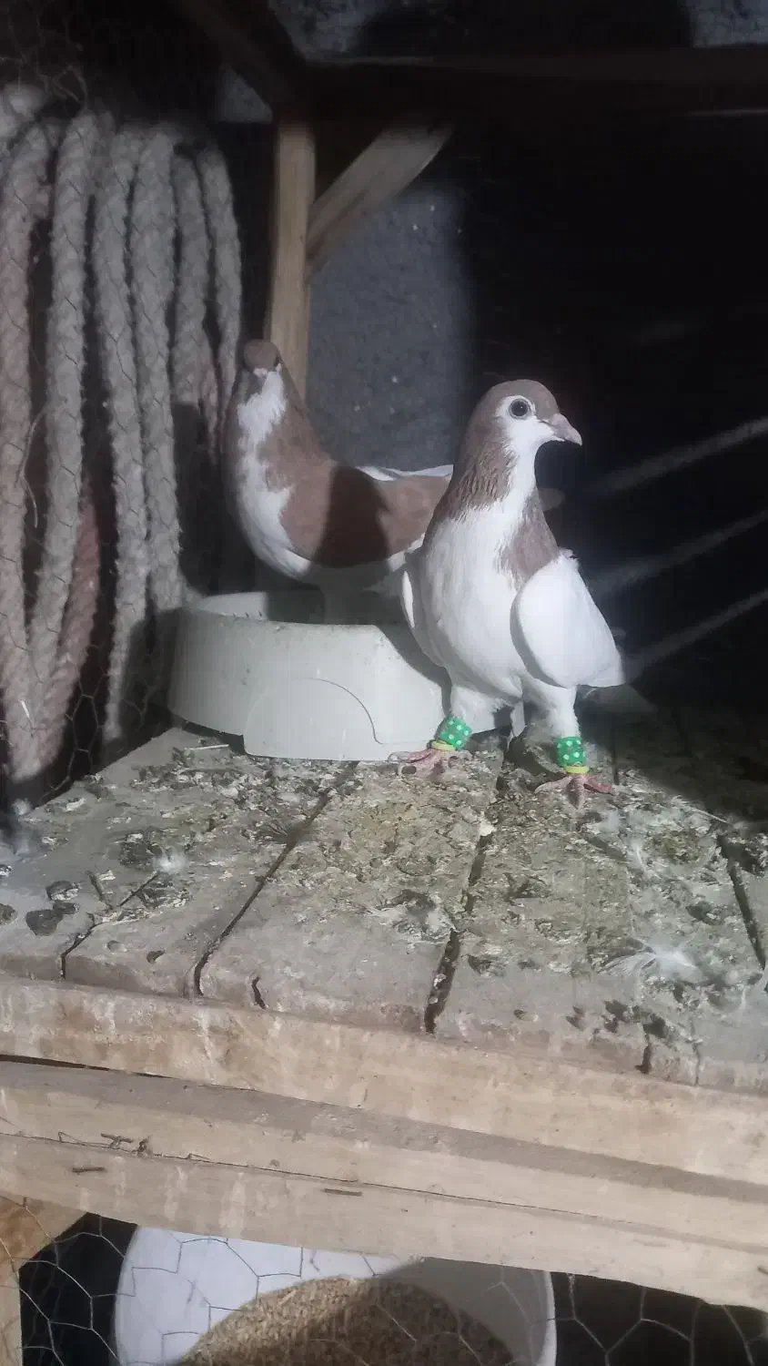 ساده|پرنده|زبرخان, |دیوار