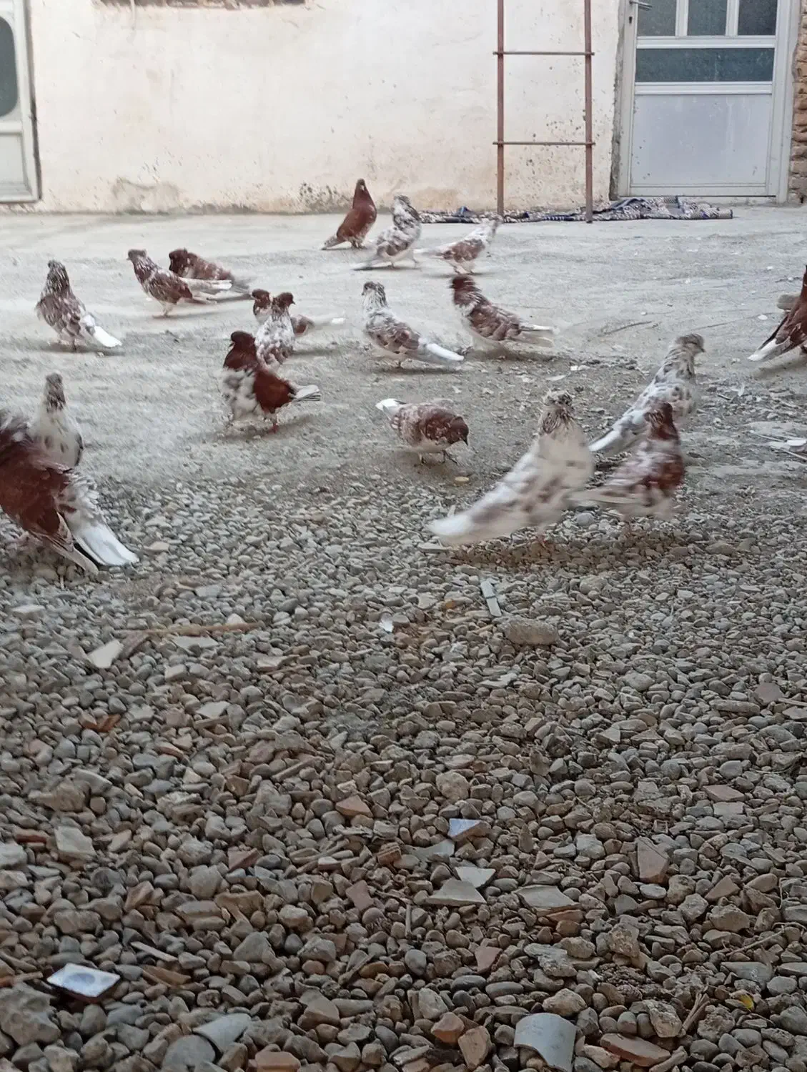 کبوتر گرگی|پرنده|آق قلا, |دیوار