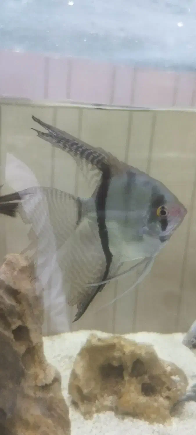 چهار عدد انجل تایگر|ماهی|اصفهان, مسجد مصلی|دیوار