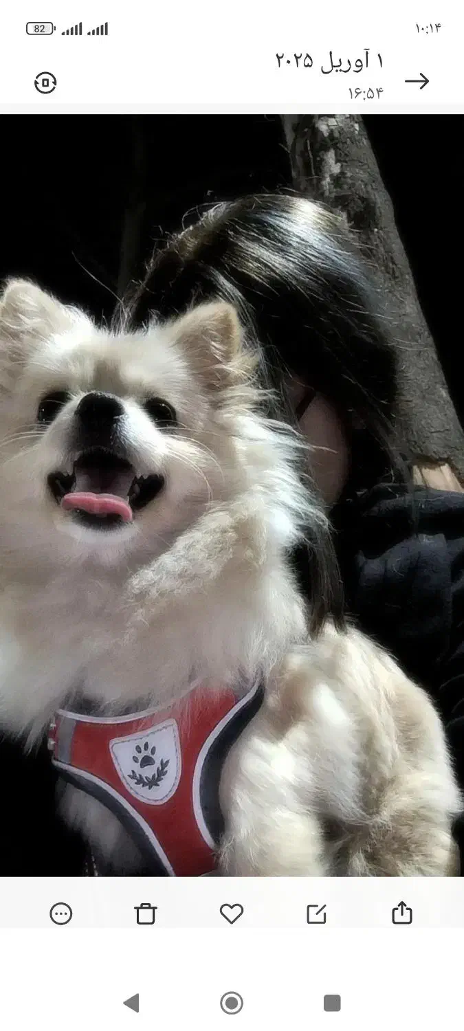 پامر عروسکی خرسی|سگ|کرج, کوی کارمندان جنوبی|دیوار