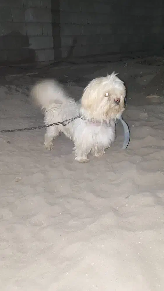 سگ شیتزو|سگ|کهنوج, |دیوار