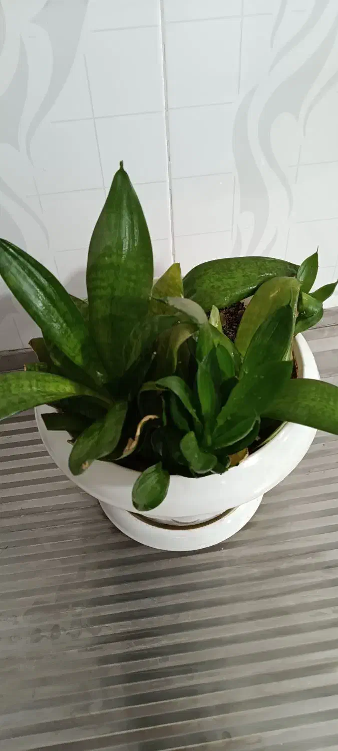 گل سانسوریا پاکوتاه شاداب و زیبا|گل و گیاه طبیعی|بوکان, |دیوار