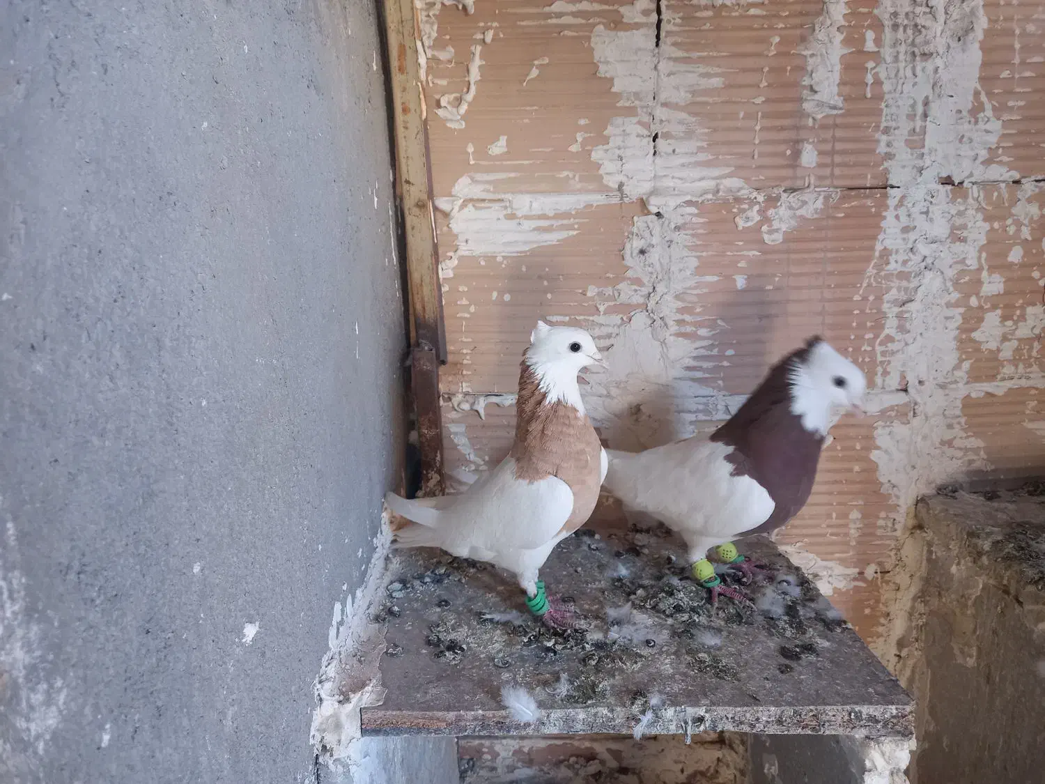 طوقی جفتی|پرنده|سبزوار, دانشگاه آزاد|دیوار