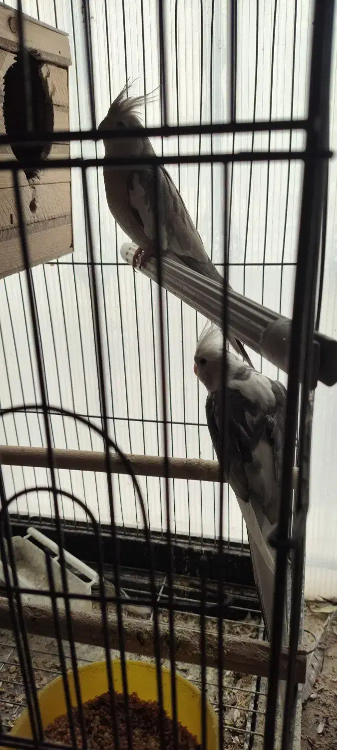 عروس هلندی|پرنده|پاکدشت, پاکدشت (مامازند)|دیوار