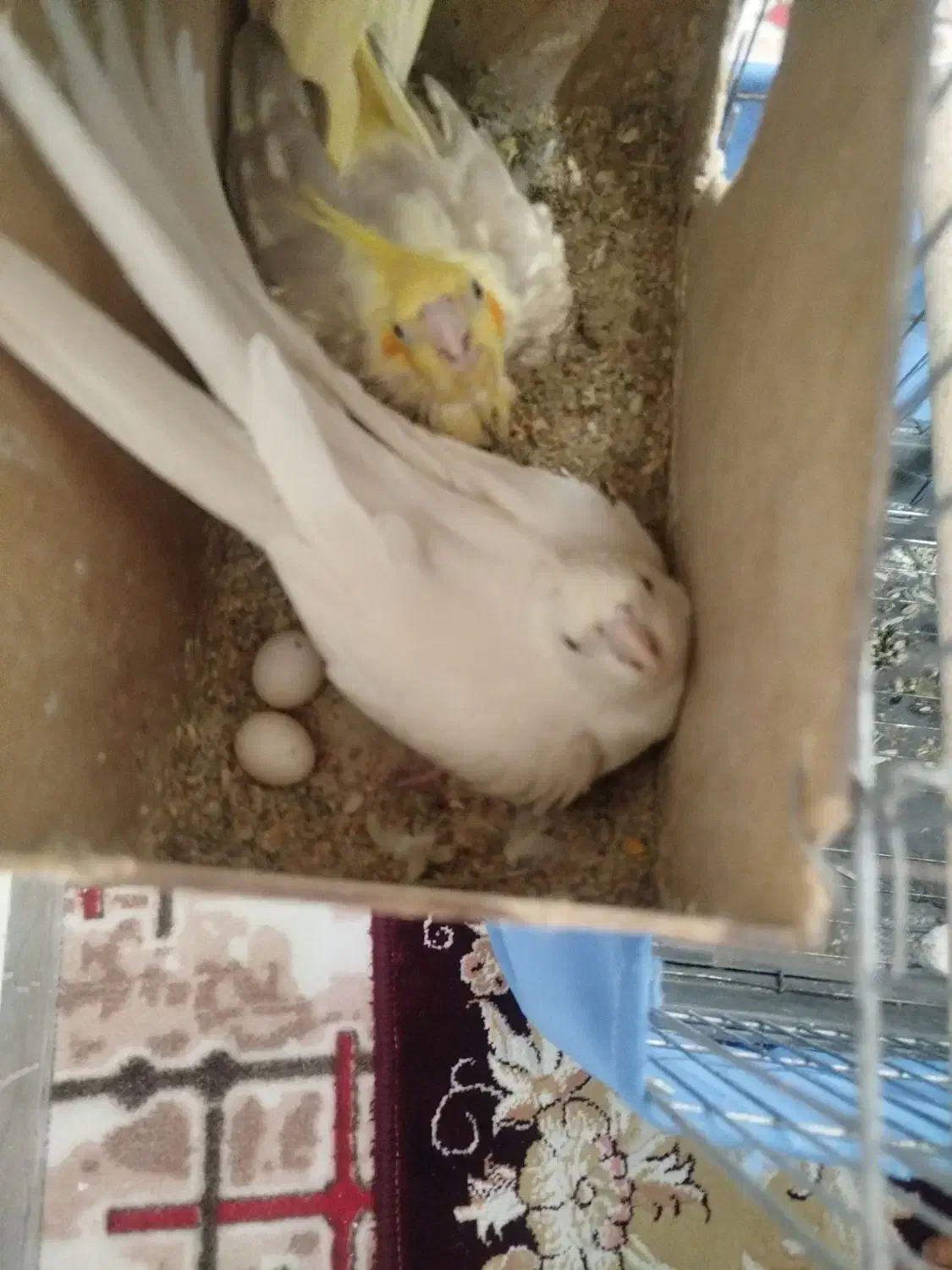 یک جفت عروس هلندی|پرنده|اسلام‌شهر, شهرک مهدیه|دیوار