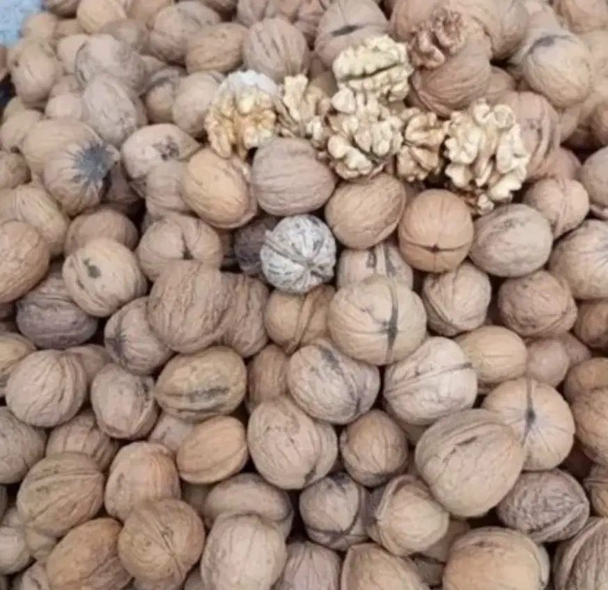 گردو|خوردنی و آشامیدنی|تهران, بوستان سرخه حصار|دیوار