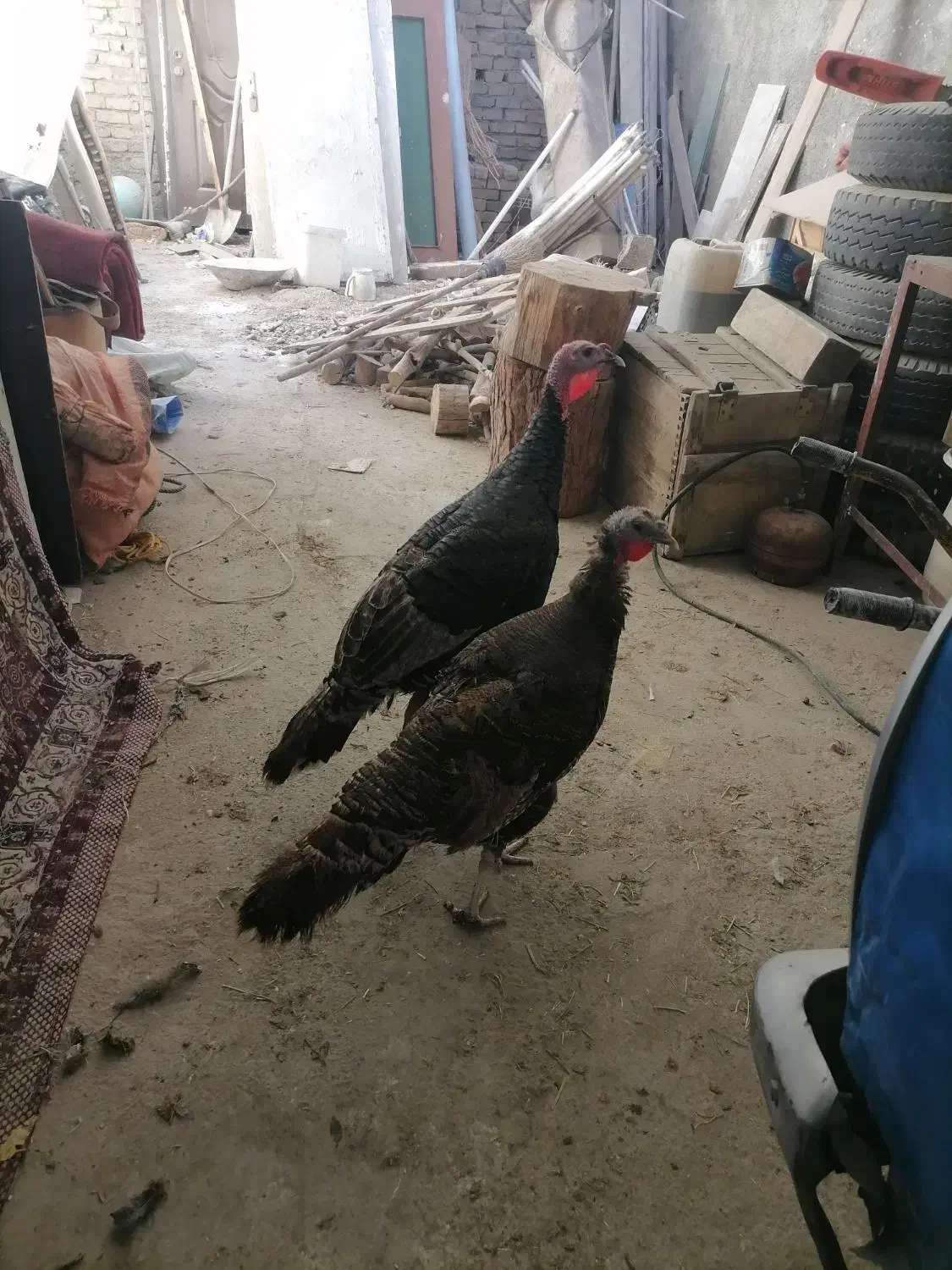 ماده بوقلمون|حیوانات مزرعه|شهریار, شهرک امیریه|دیوار