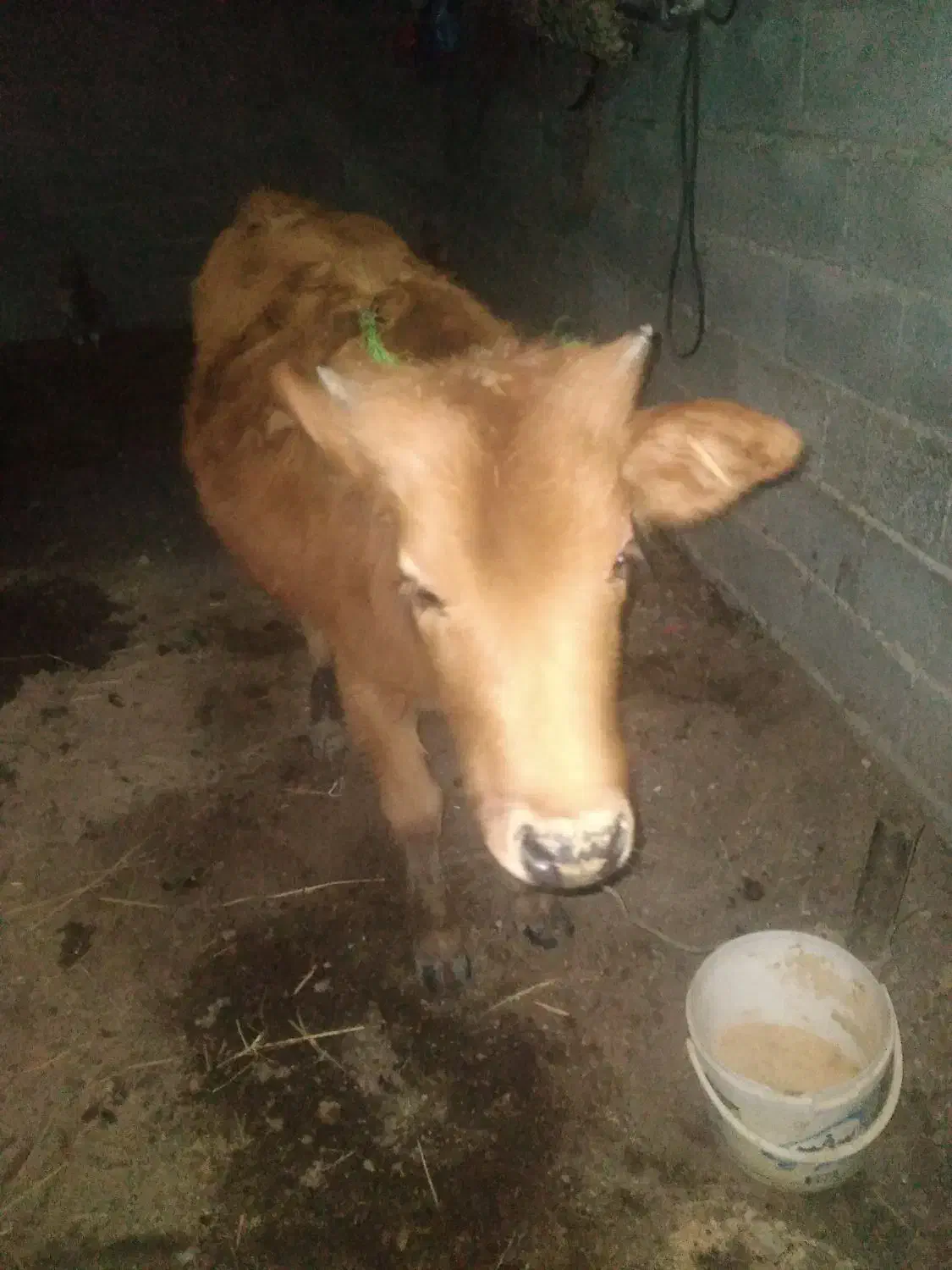 ‌گوساله‌ماده‌سرابی‌|حیوانات مزرعه|تالش, جوکندان|دیوار