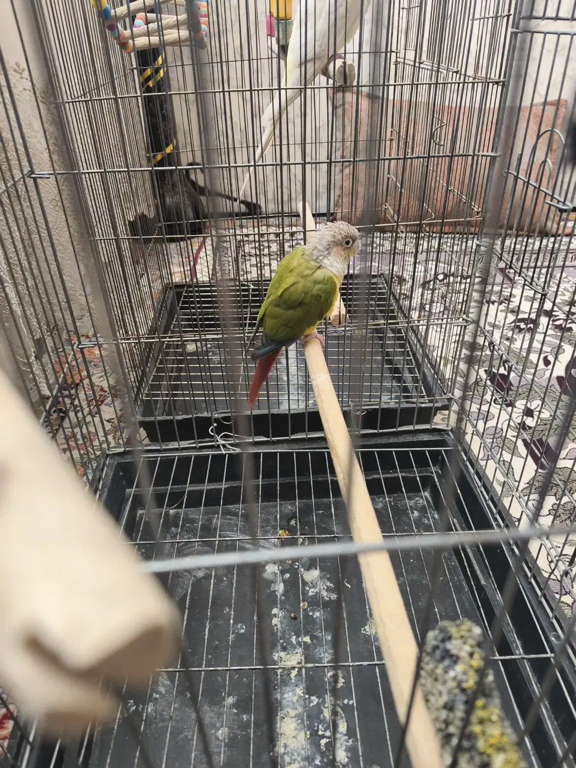 گرینچیک|پرنده|ورامین, خیر آباد|دیوار