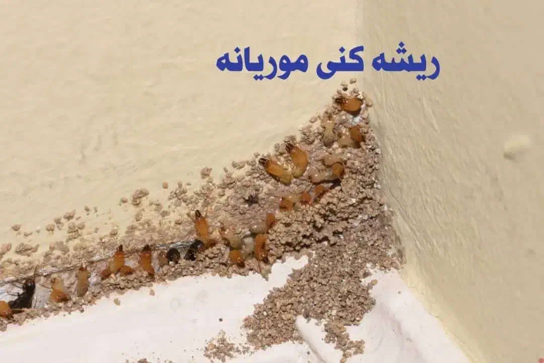 سمپاشی موریانه، سمپاشی سوسک،سمپاشی موش سم پاشی ساس|خدمات نظافت|اصفهان, احمدآباد|دیوار