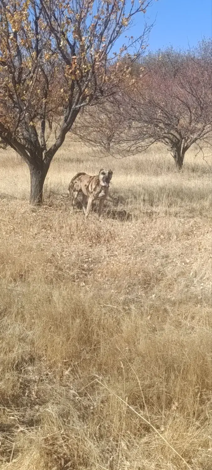 سگ ۴ساله گله ای|سگ|سراجو, |دیوار