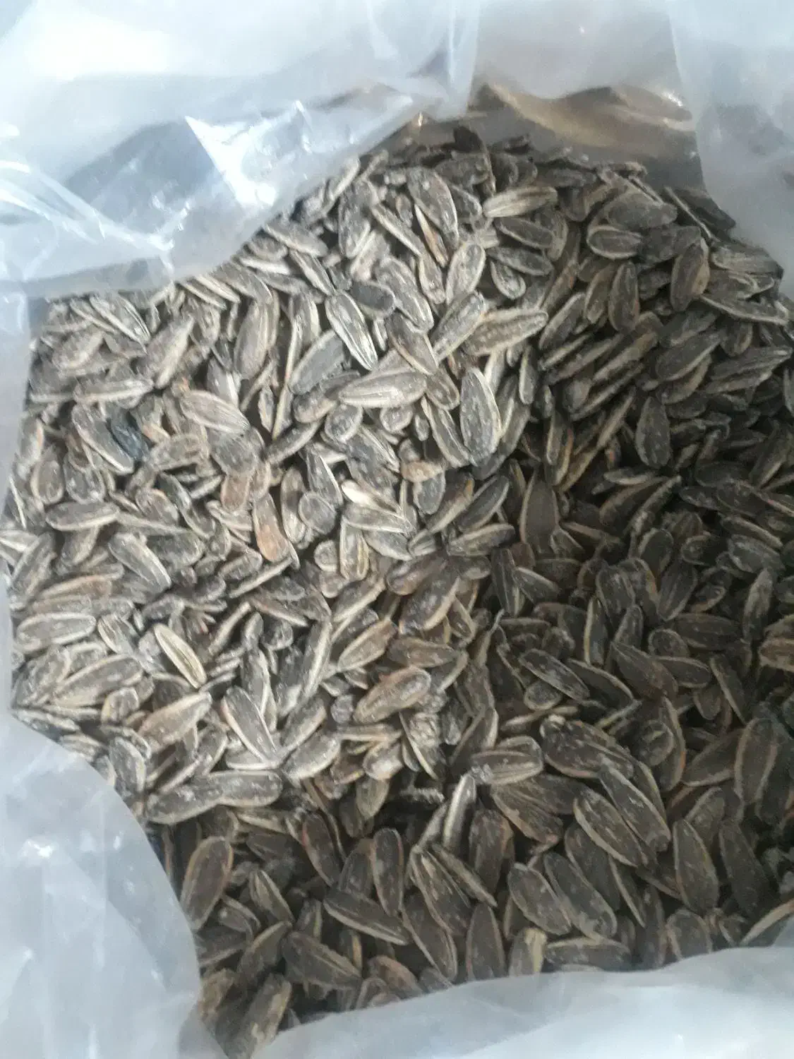 کنجد بادام کنجد|خوردنی و آشامیدنی|گلبهار, شهر جدید گلبهار|دیوار