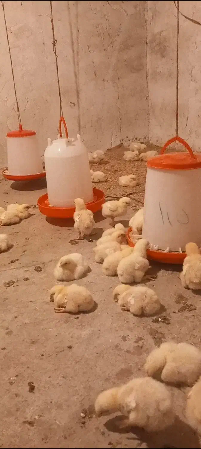 مرغ ارگانیک ا|حیوانات مزرعه|گلی داغ, |دیوار