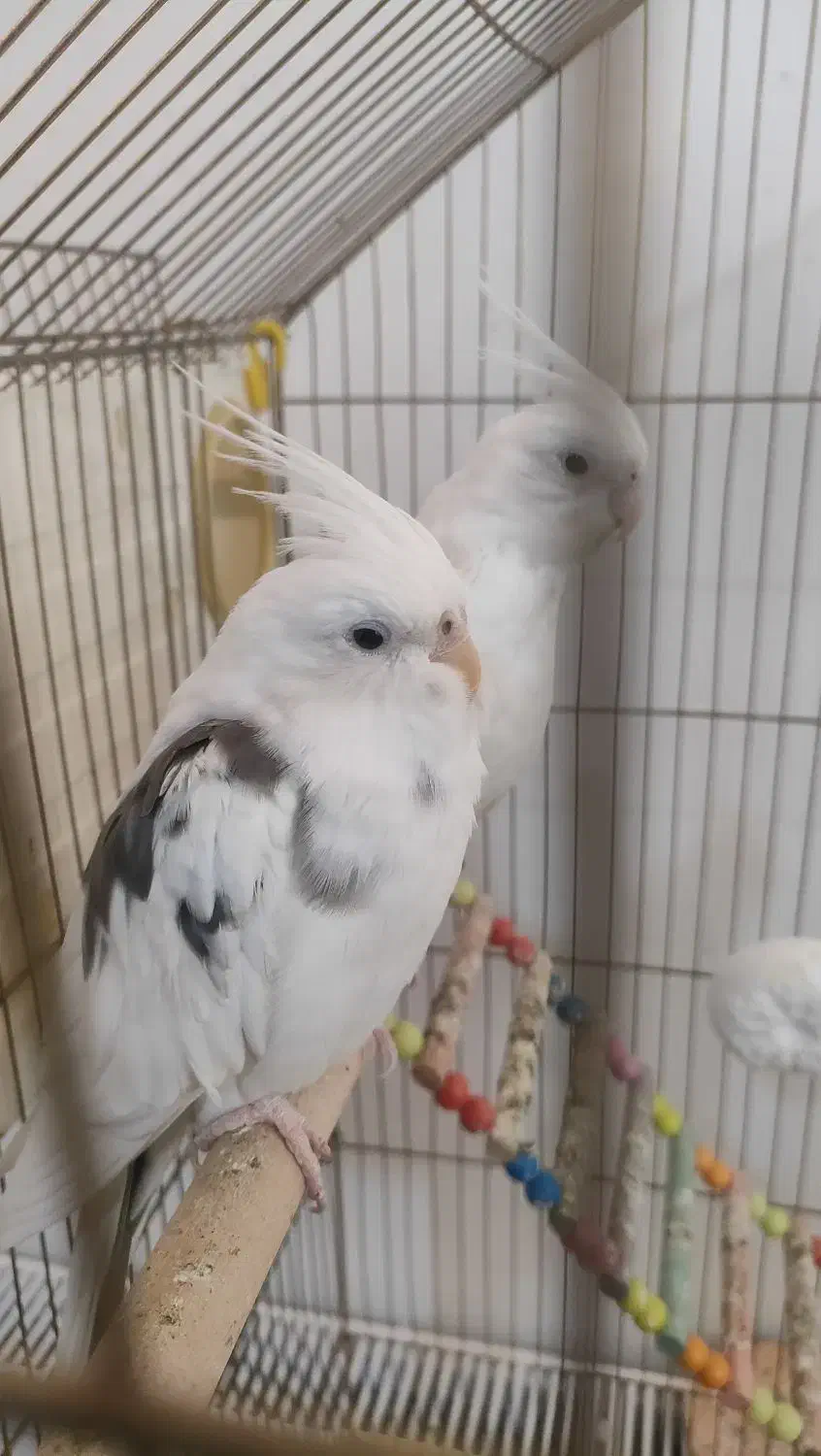 پرنده|پرنده|پیرانشهر, |دیوار