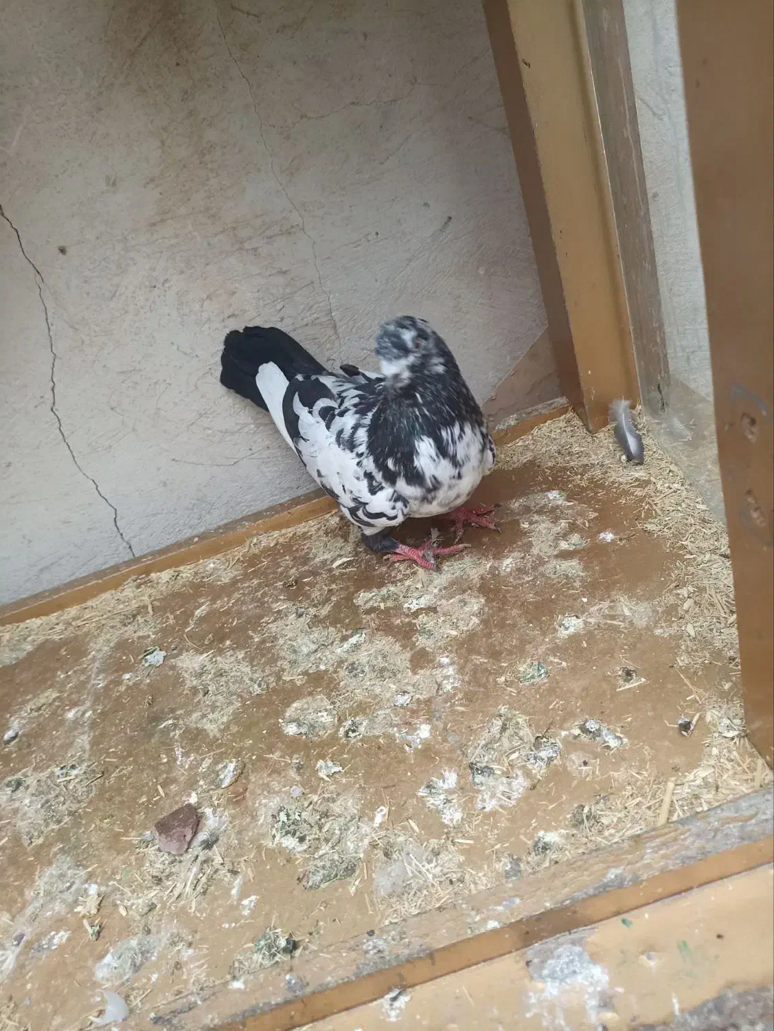 همه کبوتر ها سالم ب شرط|پرنده|پلدختر, |دیوار