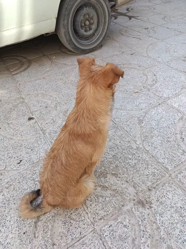 سگ خانگی زیبا و باهوش واکسن زده شناسنامه دار|سگ|کرمانشاه, |دیوار